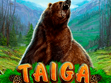 Taiga Novomatic – популярный игровой автомат для счастливчиков